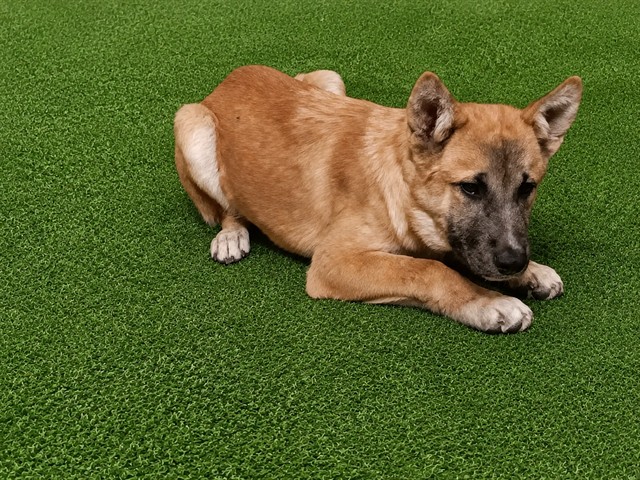 Lionel, a Akita, available for adoption