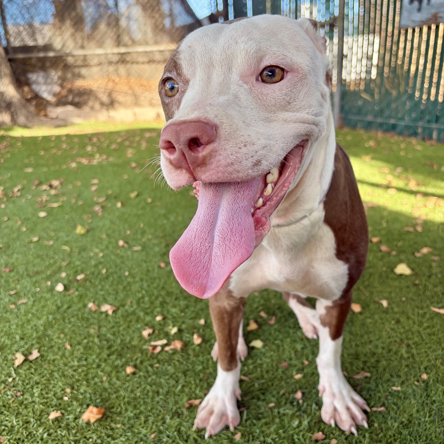A5799016, a Bullmastiff, available for adoption