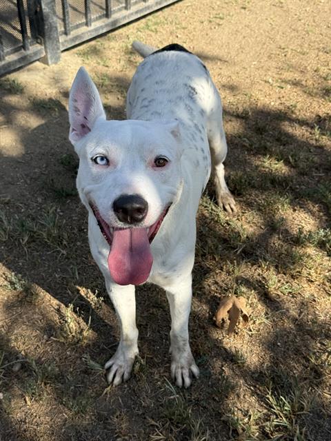 Klondike, a Pit Bull Terrier (mix breed), available for adoption