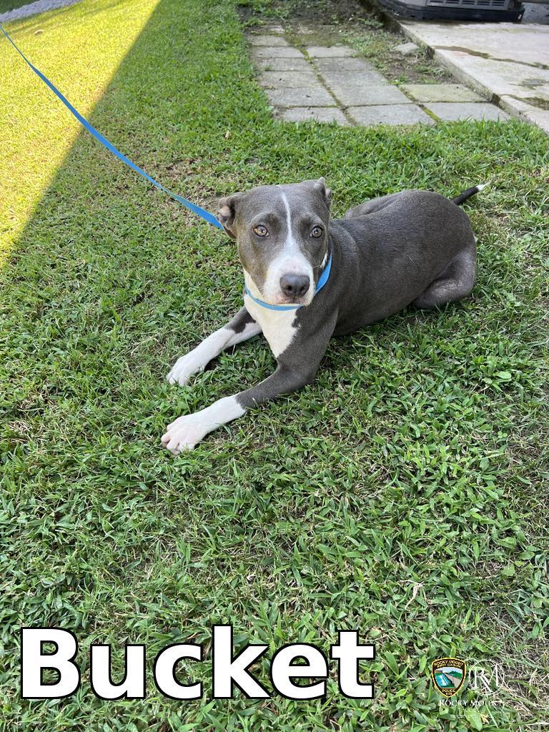 Bucket, a Pit Bull Terrier, available for adoption