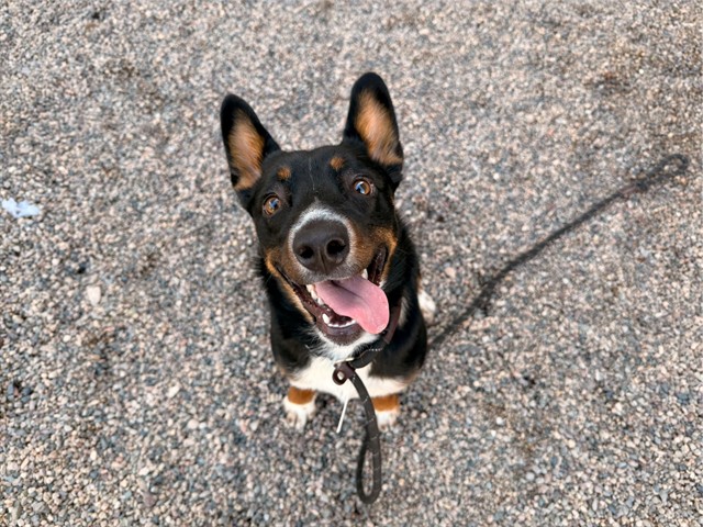 Ember, a Welsh Corgi (mix breed), available for adoption