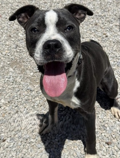 Baby Shark, a Pit Bull Terrier, available for adoption