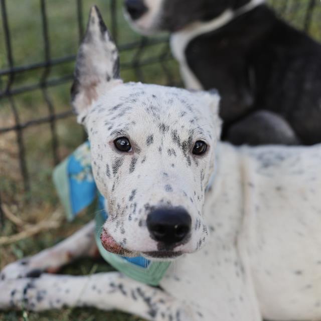 Azrael, a American Staffordshire Terrier (mix breed), available for adoption