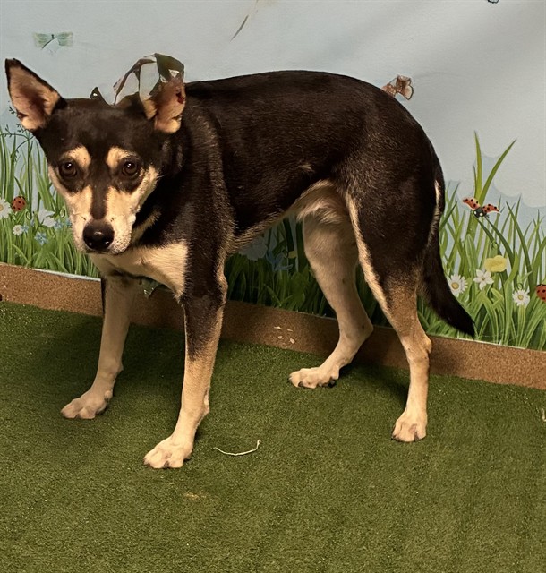 Sasha, a Siberian Husky, available for adoption