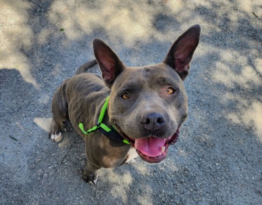 Tootsie, a Pit Bull Terrier, available for adoption