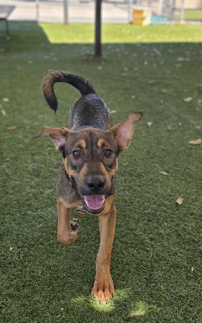 Oliver, a German Shepherd, available for adoption