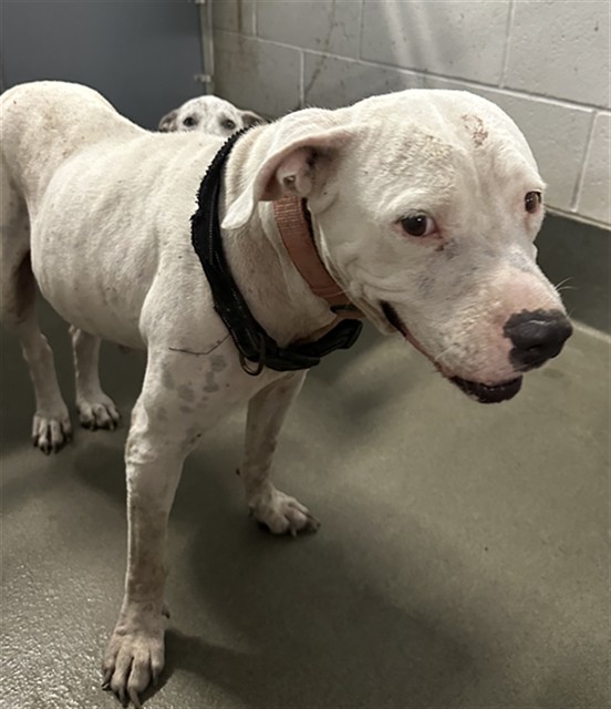 A035146, a Pit Bull Terrier (mix breed), available for adoption