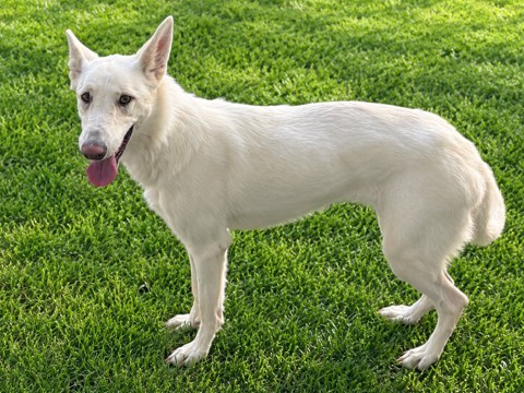 A5802127, a German Shepherd, available for adoption