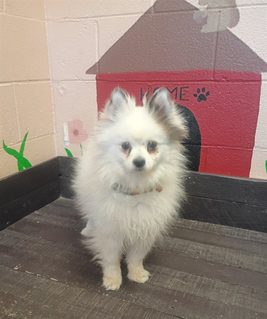 Madison, a Pomeranian, available for adoption