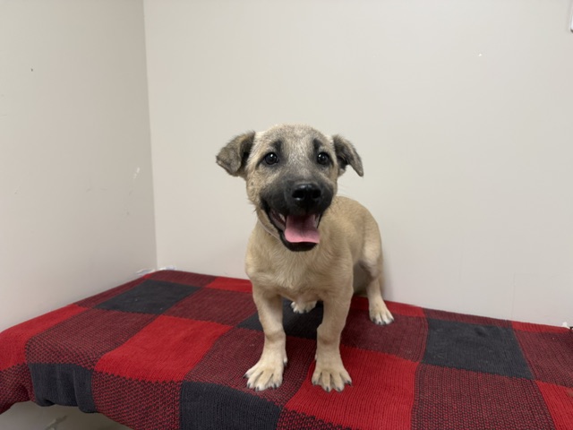 Georgina, a German Shepherd, available for adoption