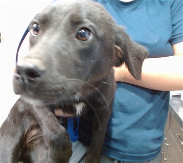 Blossom, a Retriever, available for adoption