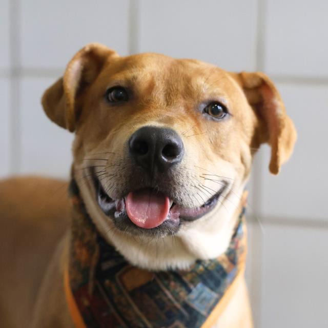 Rey, a Labrador Retriever (mix breed), available for adoption