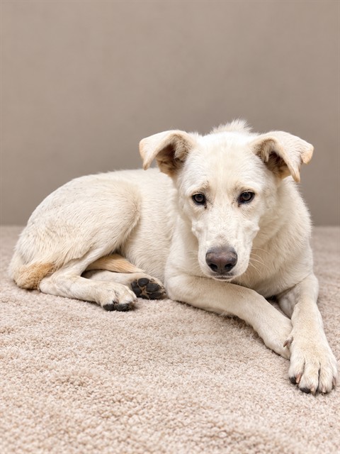 Annie O'Gizmo, a German Shepherd, available for adoption