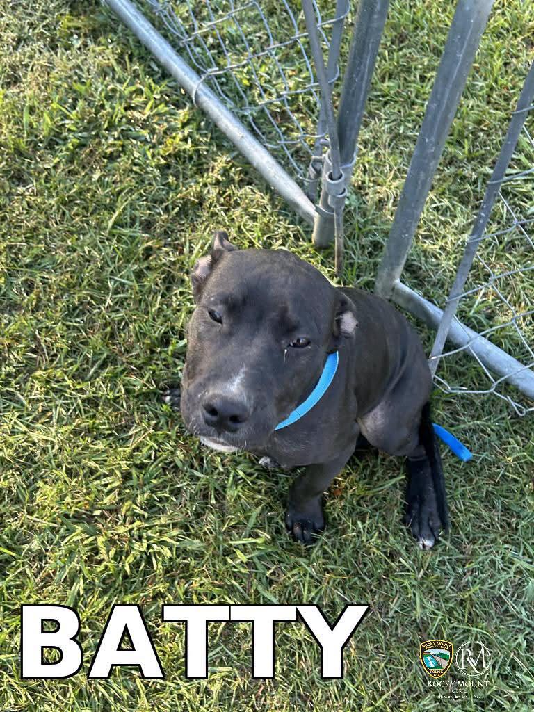 Batty, a Pit Bull Terrier, available for adoption