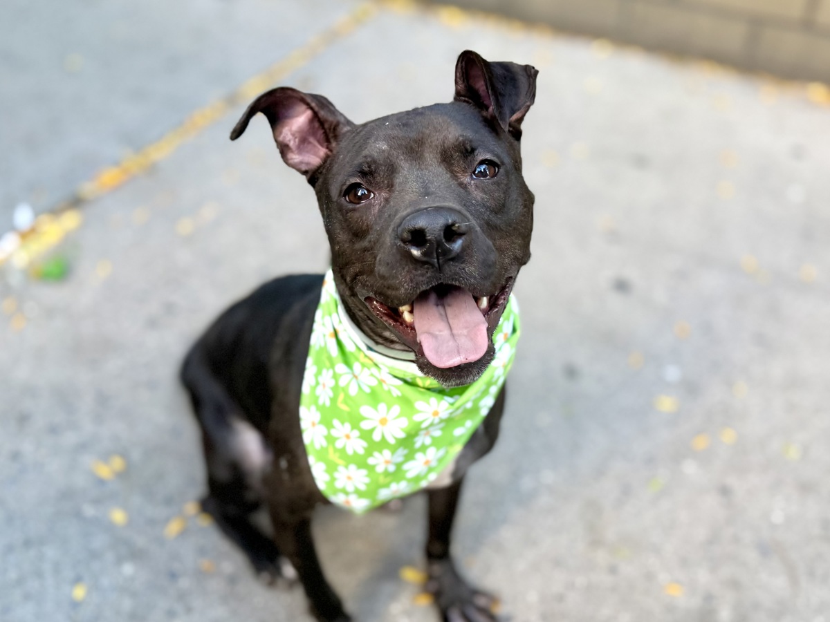 Snuggle Bug, a Pit Bull Terrier, available for adoption