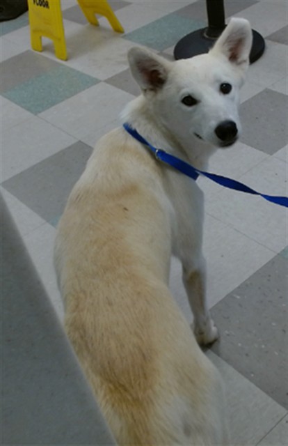 A481853, a Siberian Husky, available for adoption