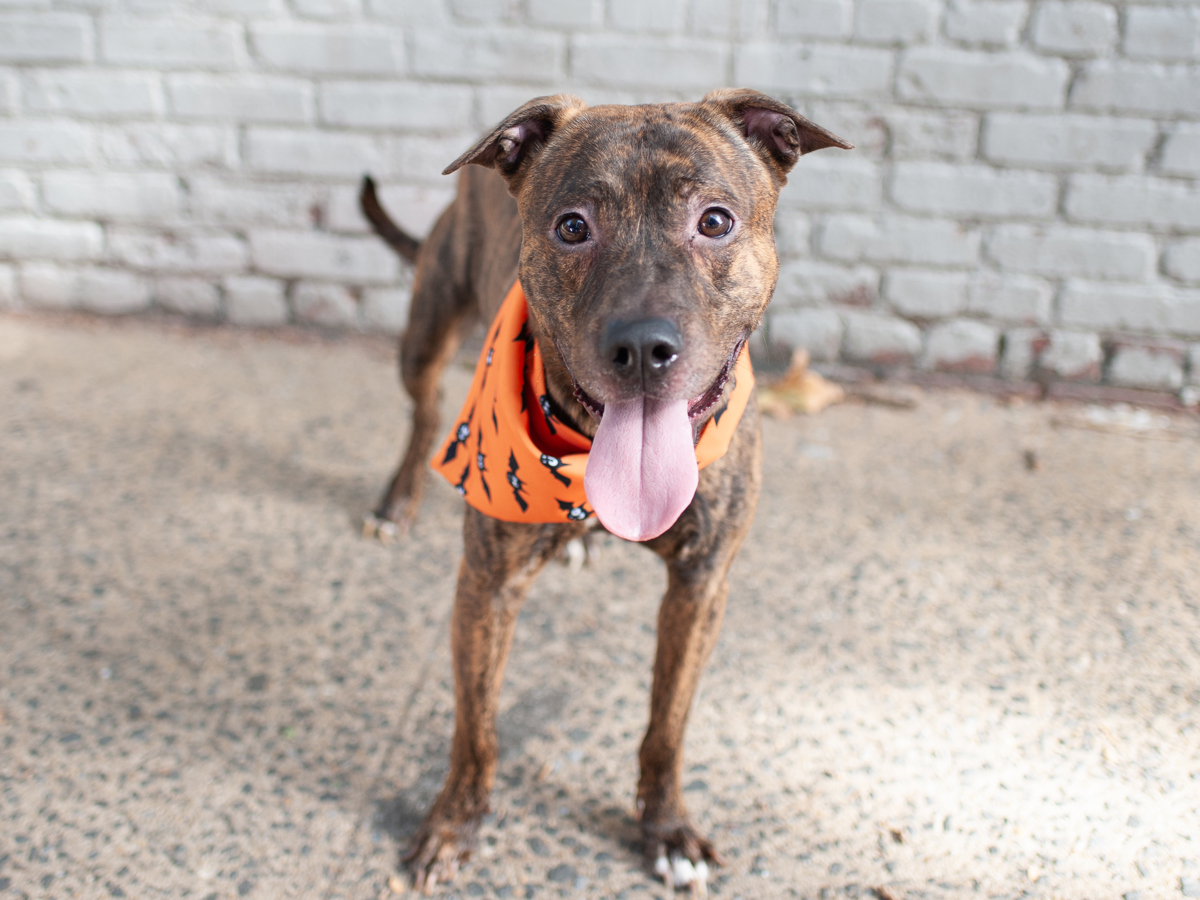 Luka, a Pit Bull Terrier, available for adoption