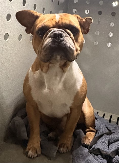 A5807408, a French Bulldog, available for adoption