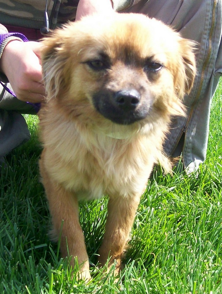 Other Photos of thie Dog