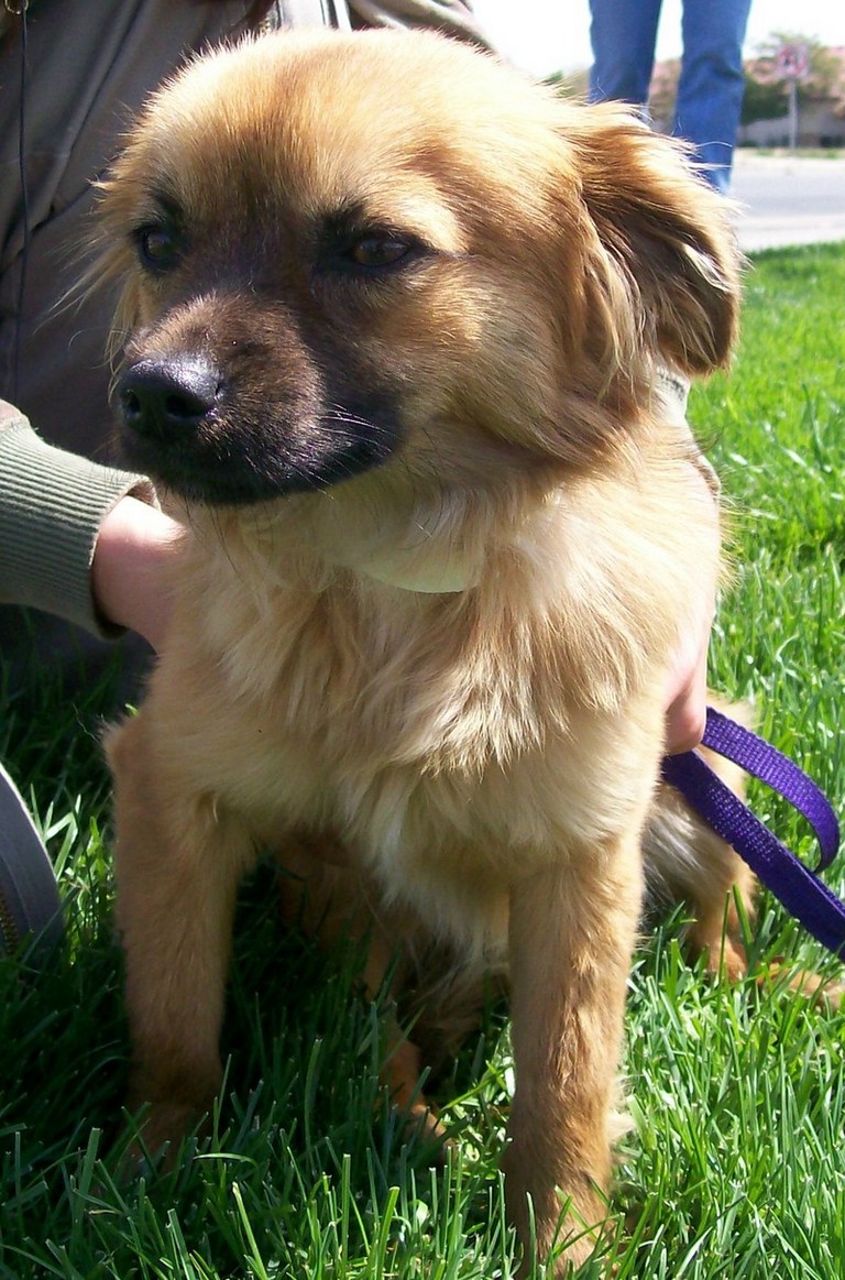 Other Photos of thie Dog