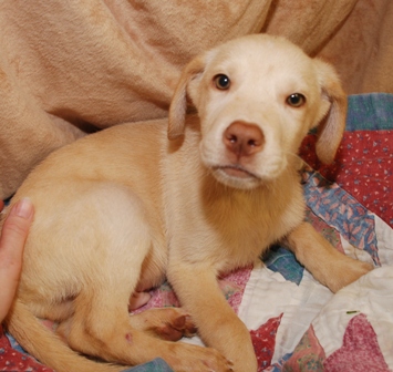 Other Photos of thie Dog