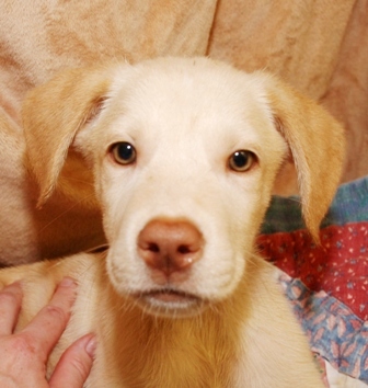 Other Photos of thie Dog