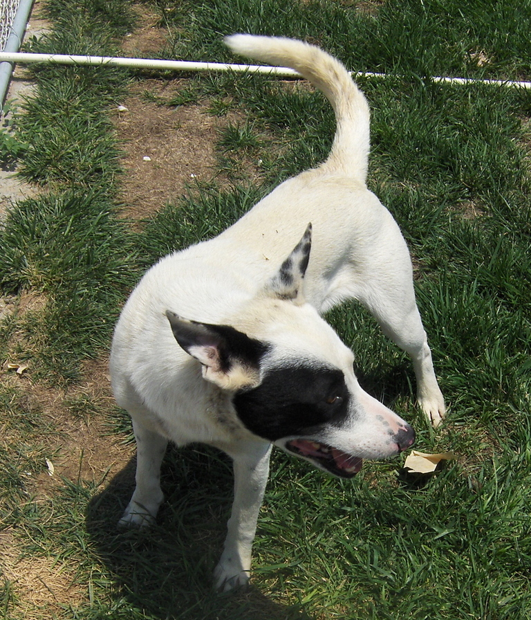 Other Photos of thie Dog
