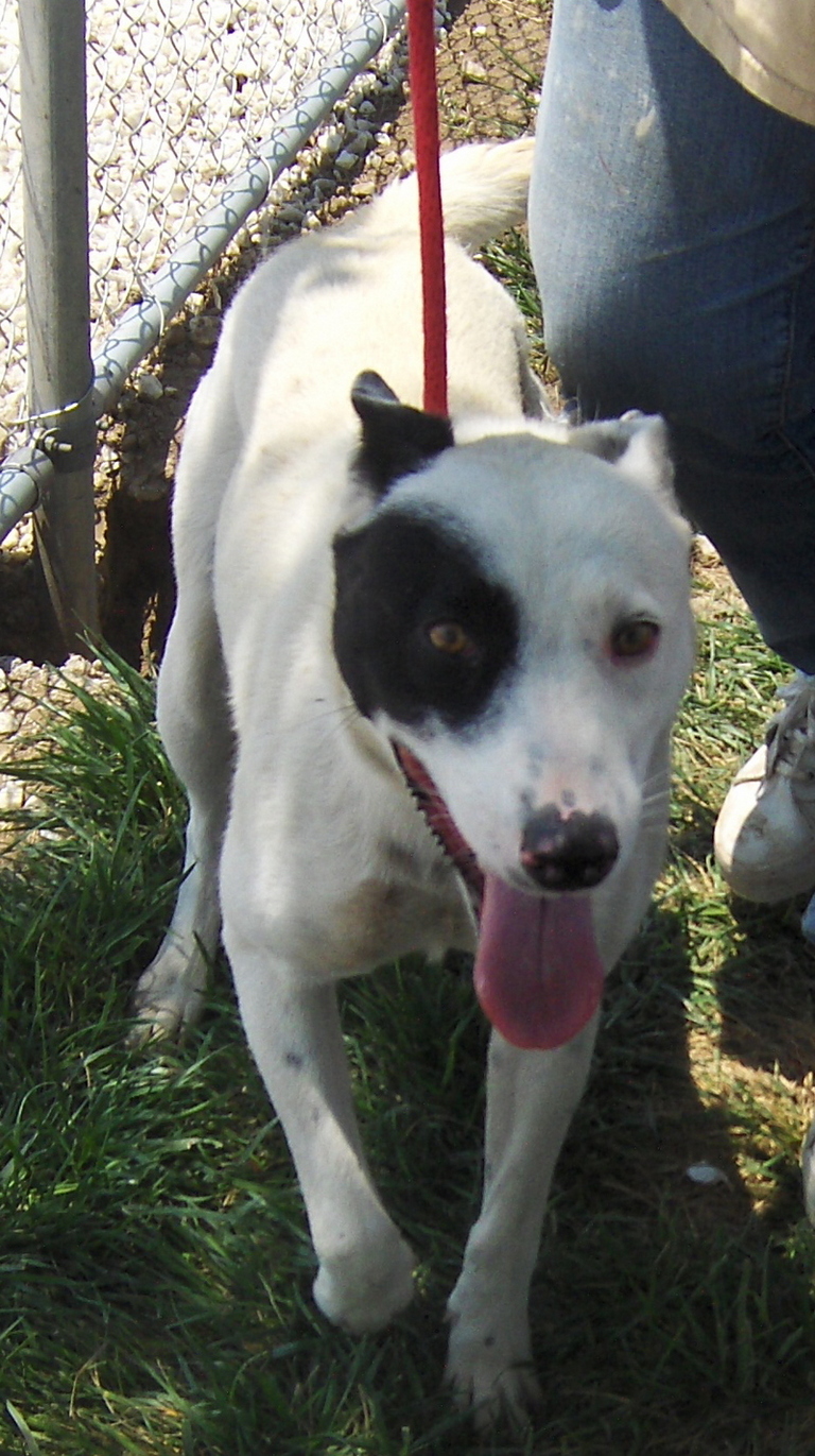 Other Photos of thie Dog