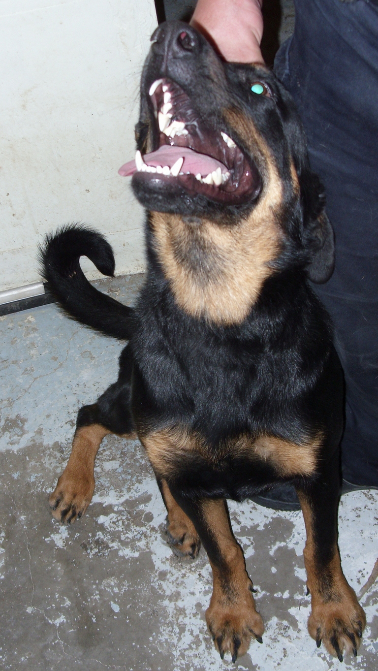 Other Photos of thie Dog