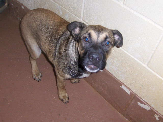 Other Photos of thie Dog