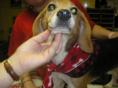 Other Photos of thie Dog