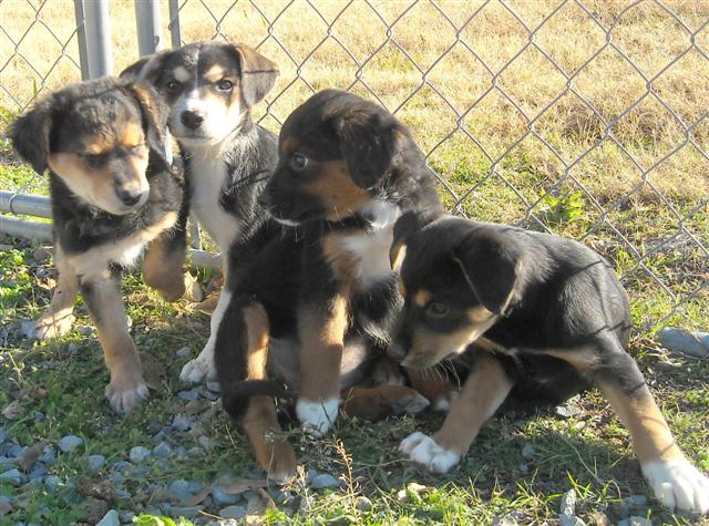 Other Photos of thie Dog