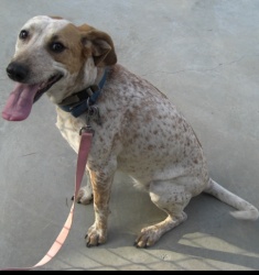Main Photo of this Dog