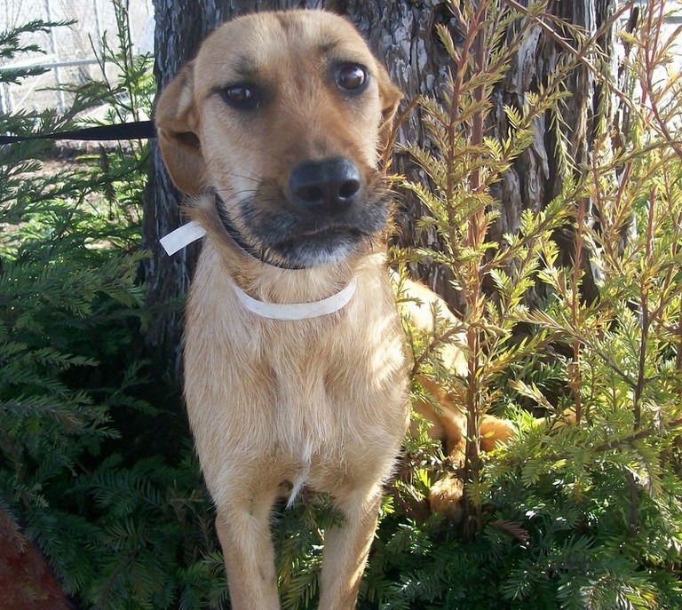 Other Photos of thie Dog