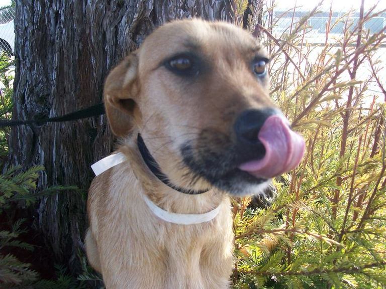 Other Photos of thie Dog