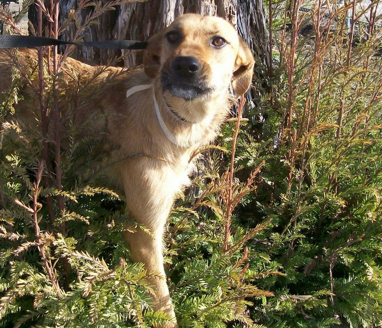 Other Photos of thie Dog