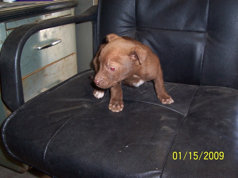 Other Photos of thie Dog