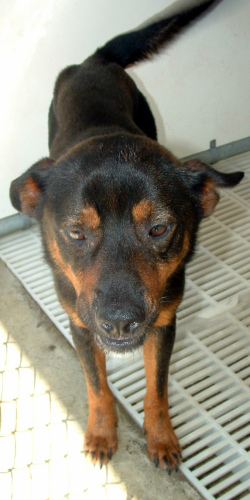 Other Photos of thie Dog
