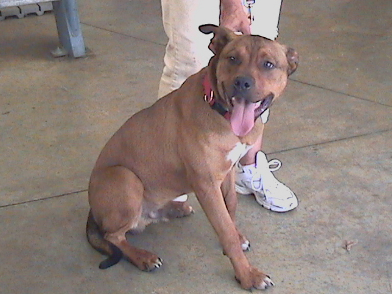 Other Photos of thie Dog