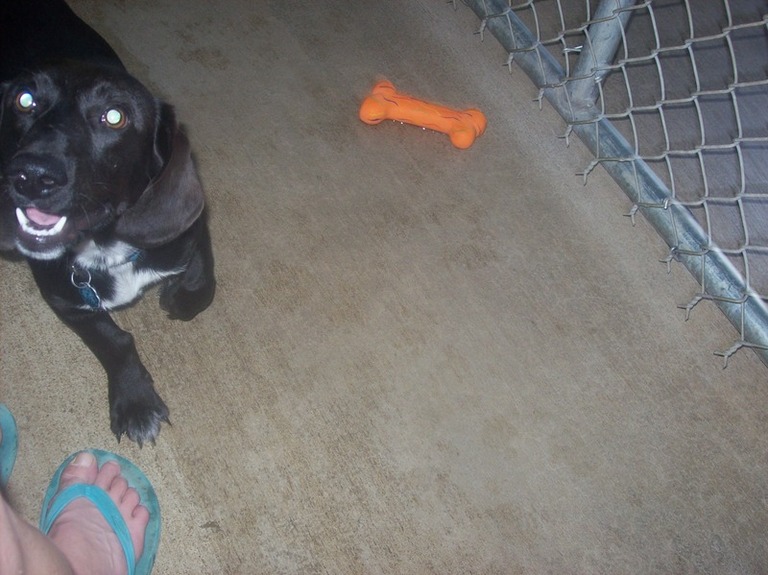 Other Photos of thie Dog