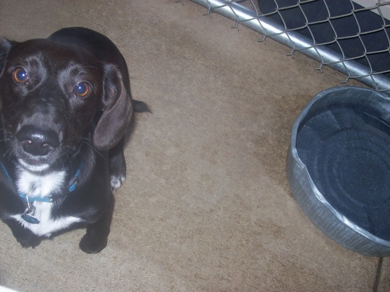 Other Photos of thie Dog