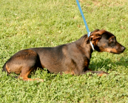 Other Photos of thie Dog