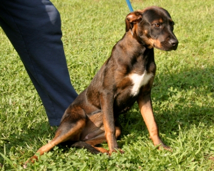 Other Photos of thie Dog