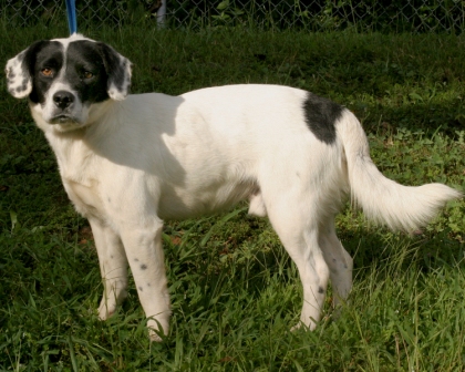 Other Photos of thie Dog