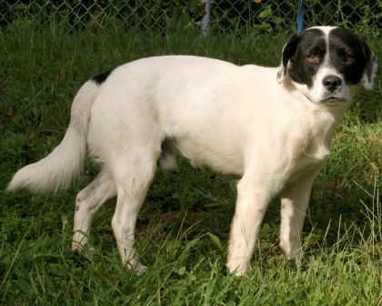 Other Photos of thie Dog