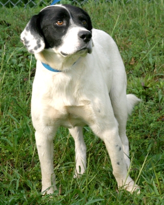 Other Photos of thie Dog