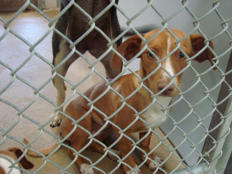 Other Photos of thie Dog