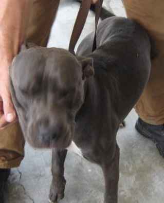 Other Photos of thie Dog