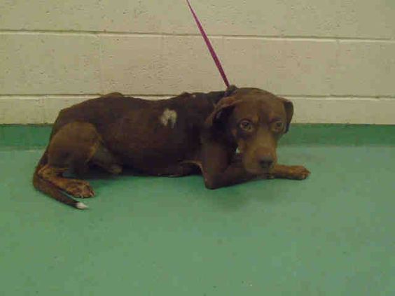Other Photos of thie Dog