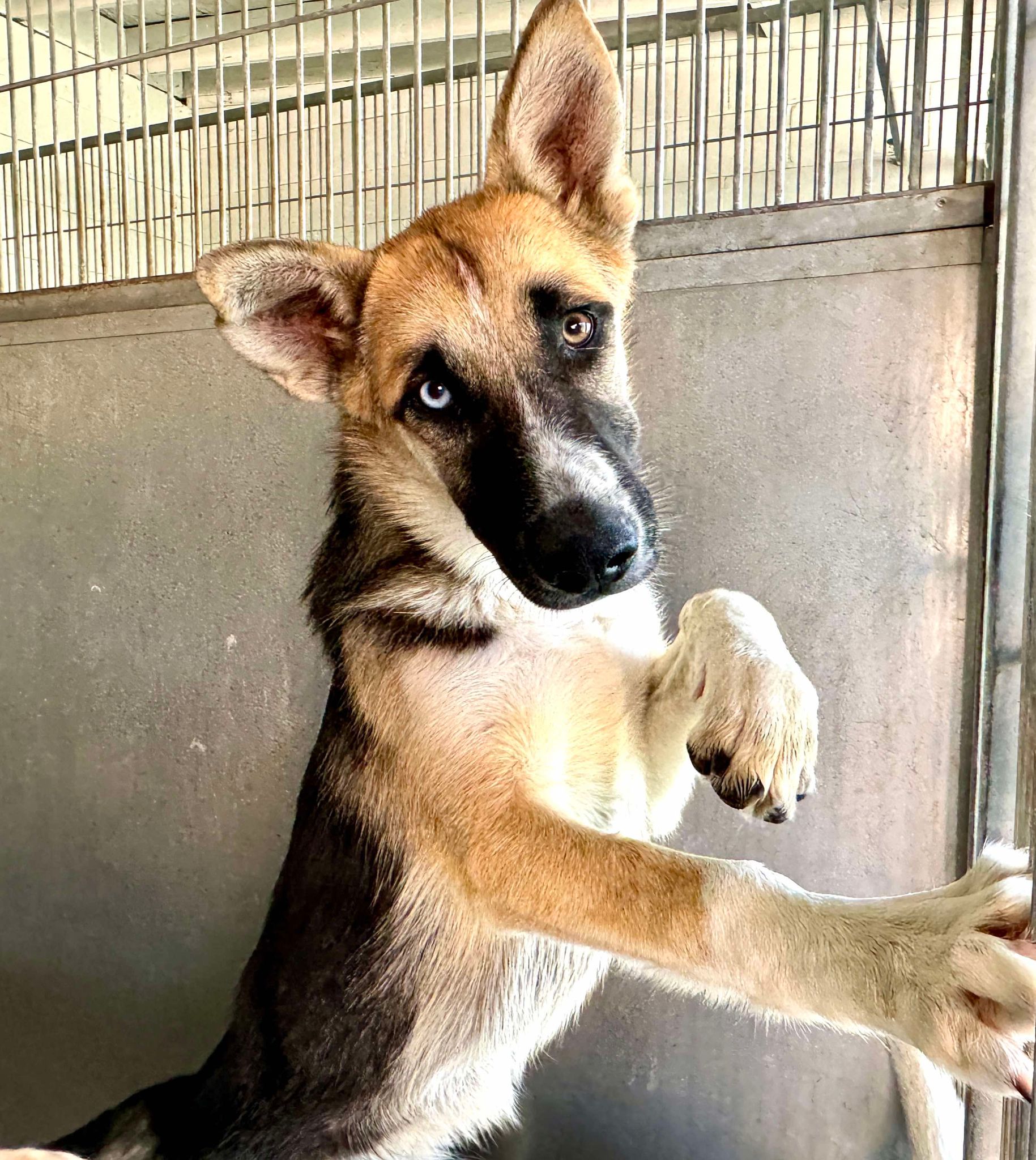 Main Photo of this Dog